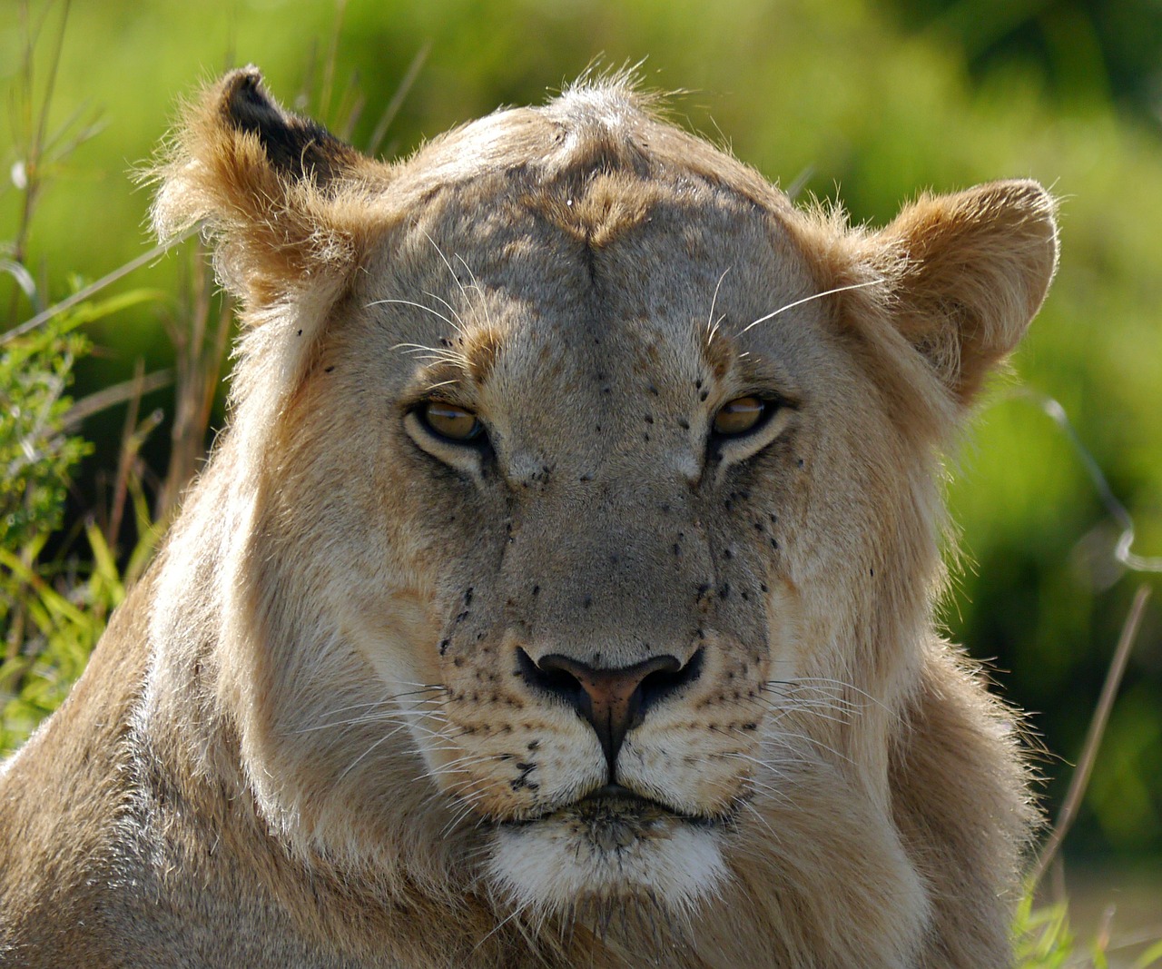 A Guide to the Best Wildlife Safaris in Kenya